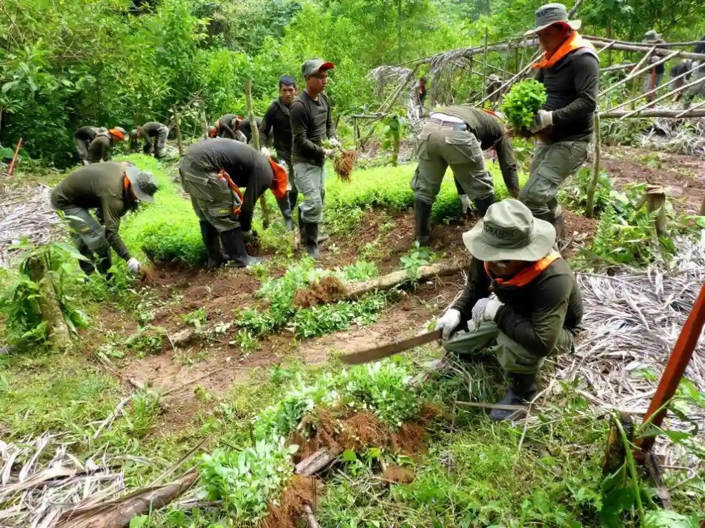 Perú intensifica la lucha contra el narcotráfico y elimina más de 17 mil hectáreas de cultivos ilegales de&nbsp;coca
